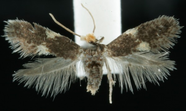 Ectoedemia albifasciella