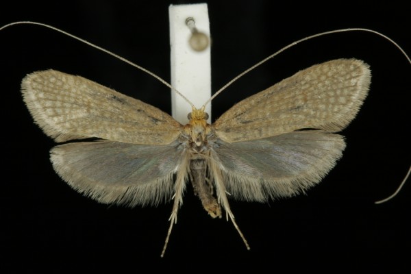 Nematopogon adansoniella