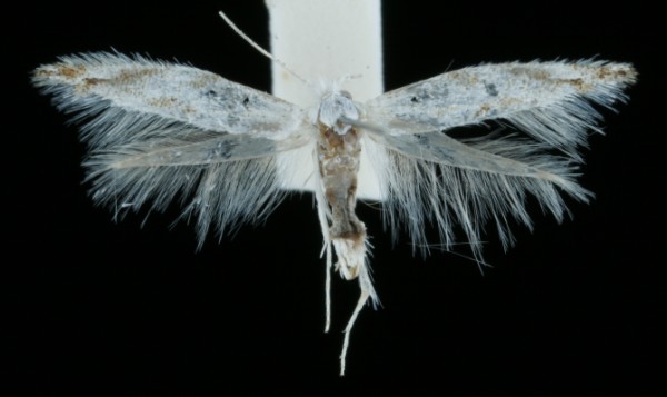 Bucculatrix albedinella