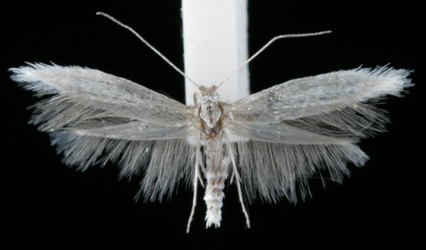 Ocnerostoma piniariella