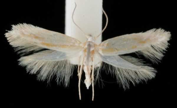 Argyresthia aurulentella