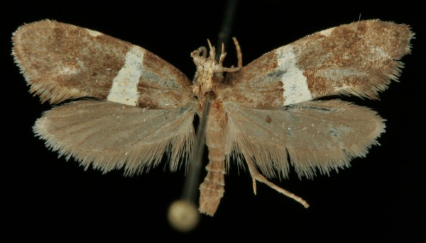 Eidophasia messingiella