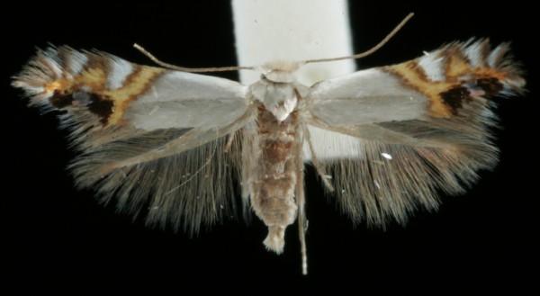 Leucoptera malifoliella