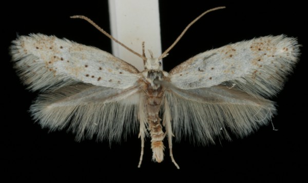 Elachista pollinariella