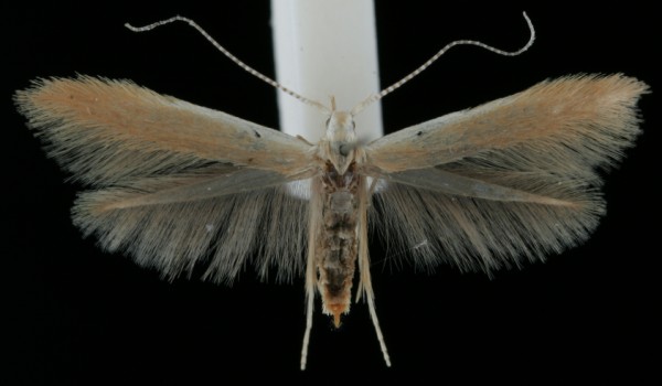 Coleophora milvipennis
