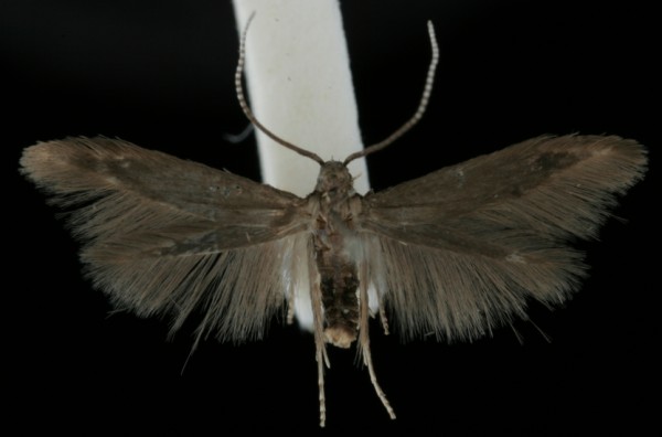 Coleophora fuscocuprella