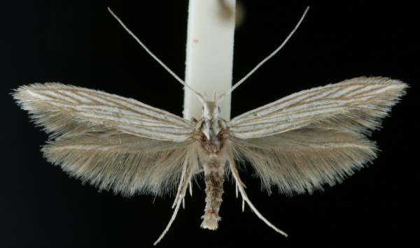 Coleophora serpylletorum