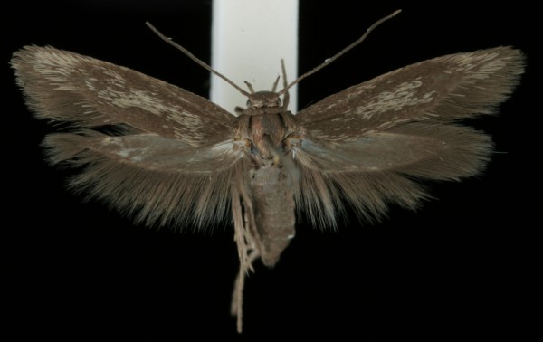 Scythris picaepennis