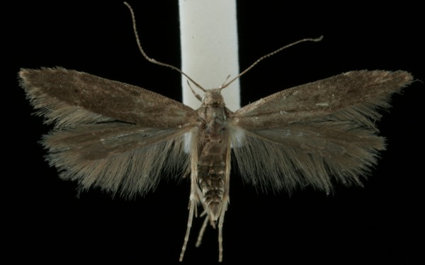Monochroa hornigi