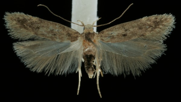Bryotropha senectella