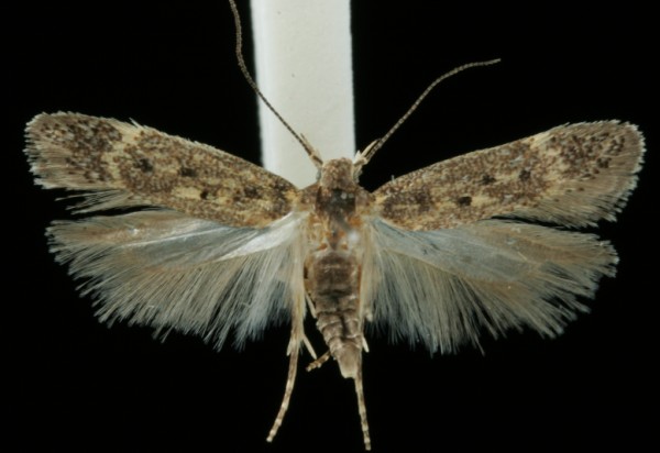 Bryotropha affinis