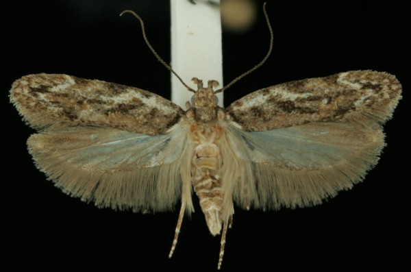 Psoricoptera gibbosella