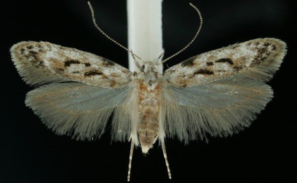 Caryocolum kroesmanniella