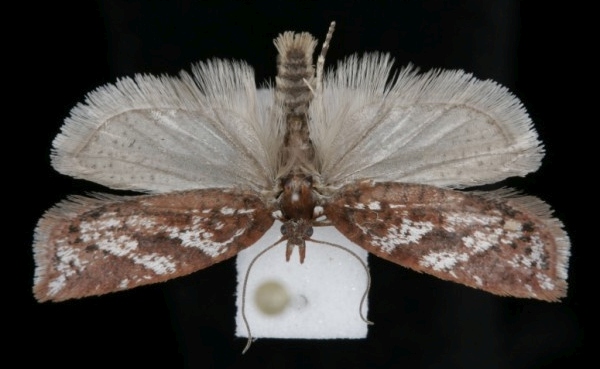Acleris hyemana