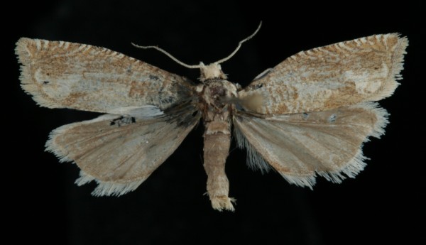 Pelochrista caecimaculana