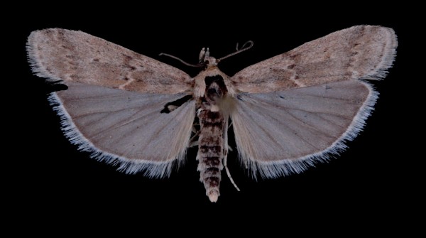Ancylosis oblitella