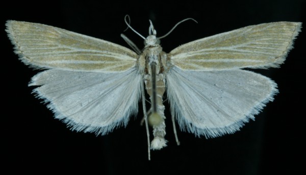 Catoptria lythargyrella