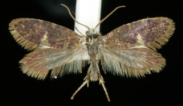 Eriocrania salopiella