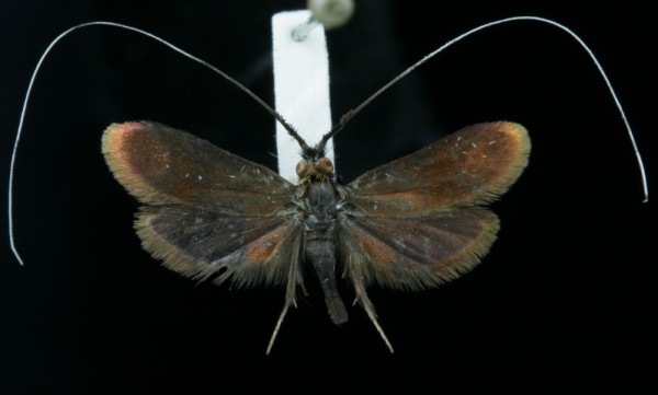 Nemophora violellus