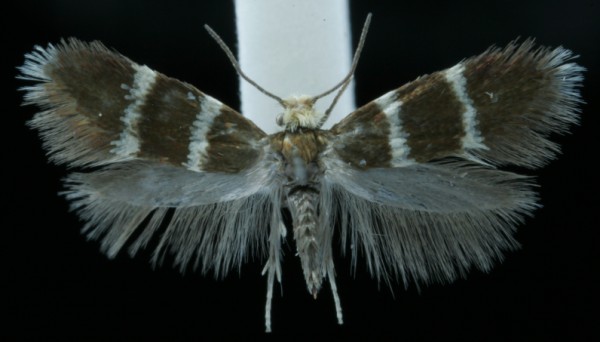 Phylloporia bistrigella