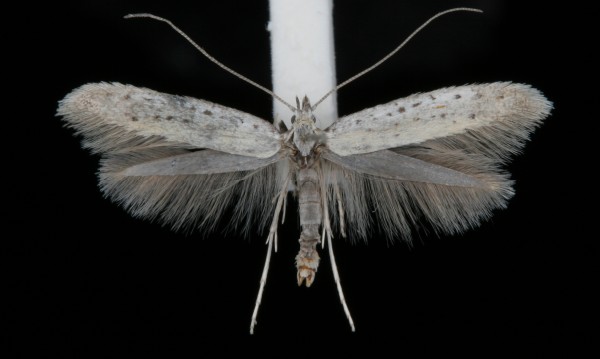 Aspilapteryx tringipennella