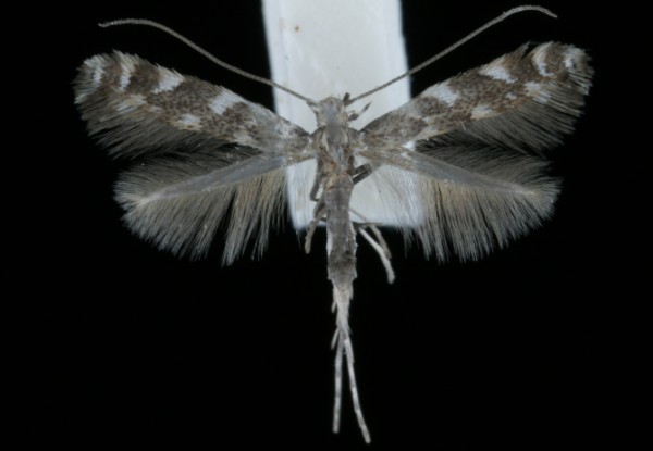 Leucospilapteryx omissella