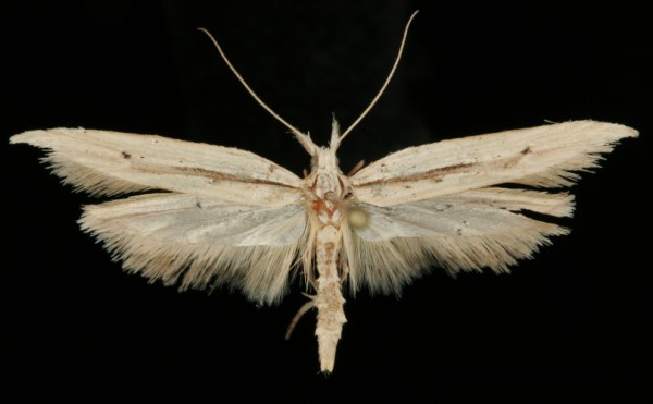 Ypsolopha mucronella