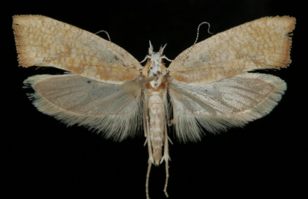 Ypsolopha lucella