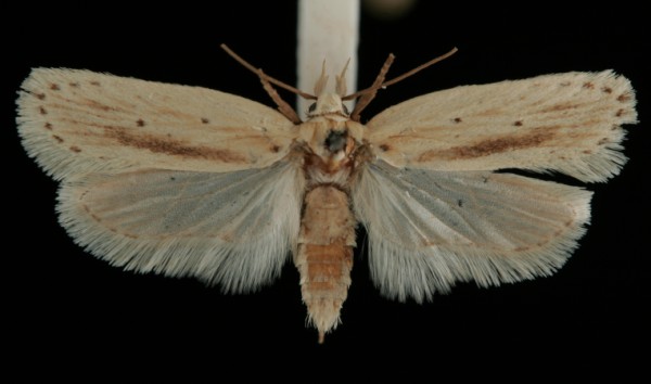 Agonopterix pallorella