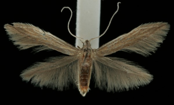 Coleophora artemisicolella