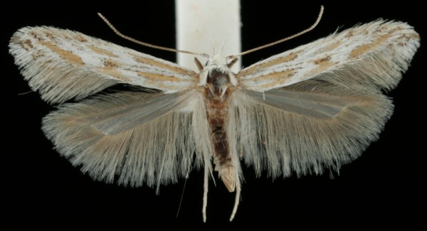 Ptocheuusa paupella
