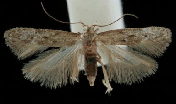 Monochroa tetragonella