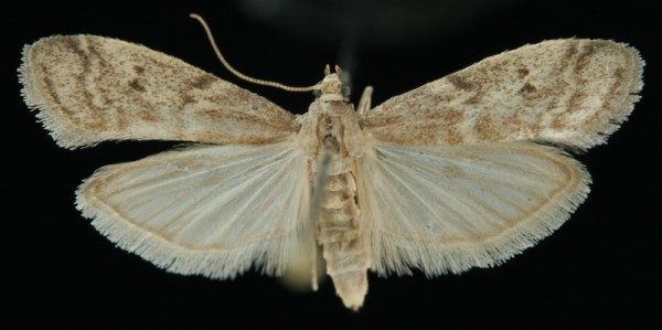 Ephestia unicolorella