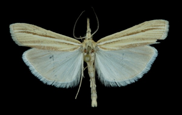 Agriphila deliella