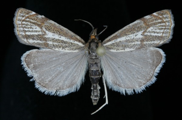 Thisanotia chrysonuchella