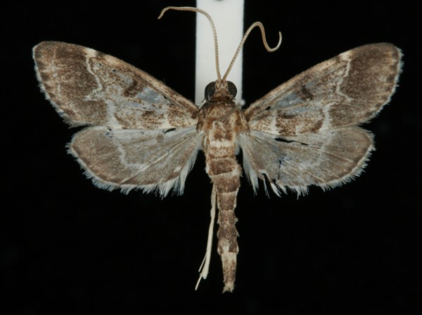 Duponchelia fovealis